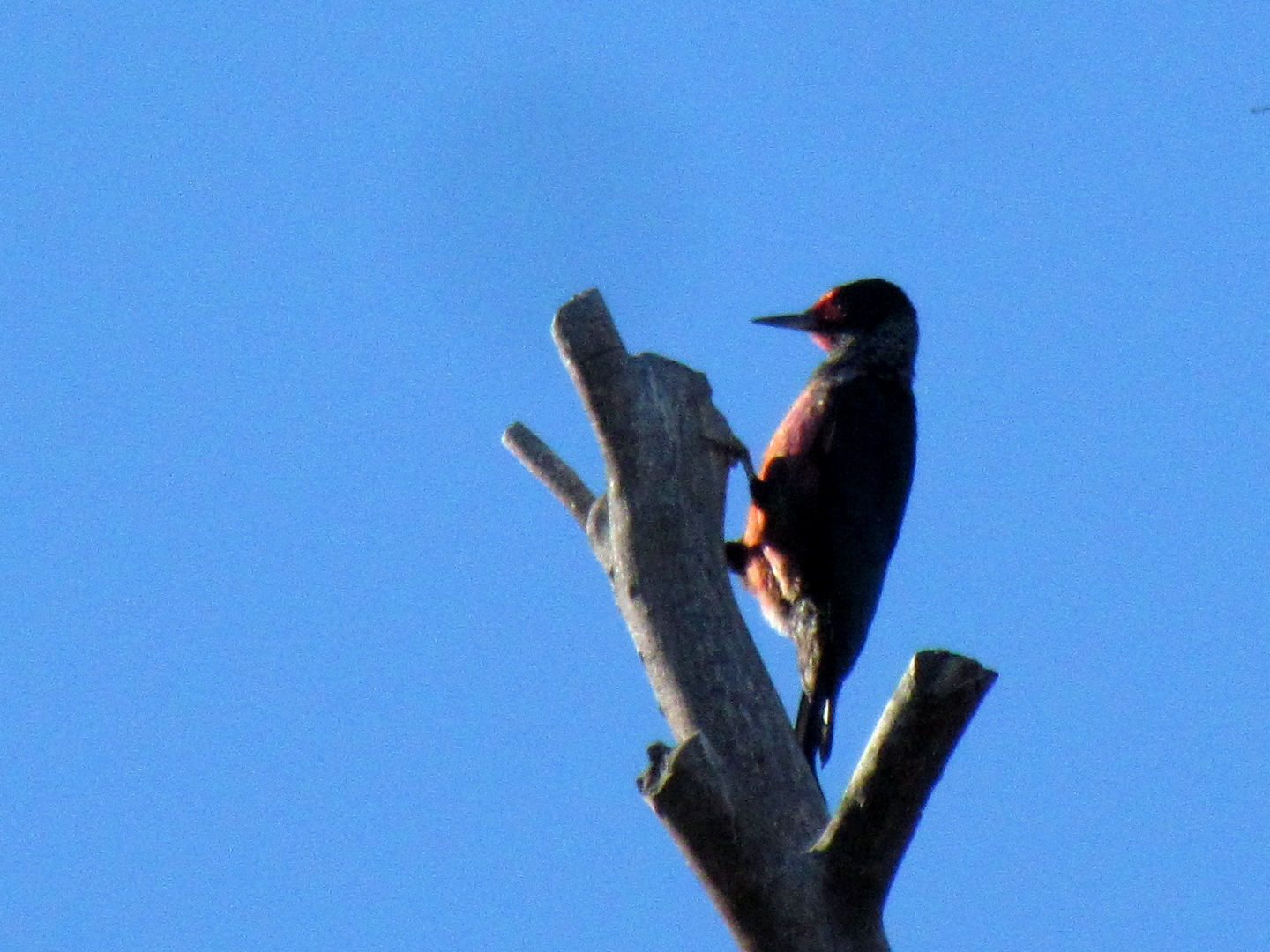 Lewis's Woodpecker