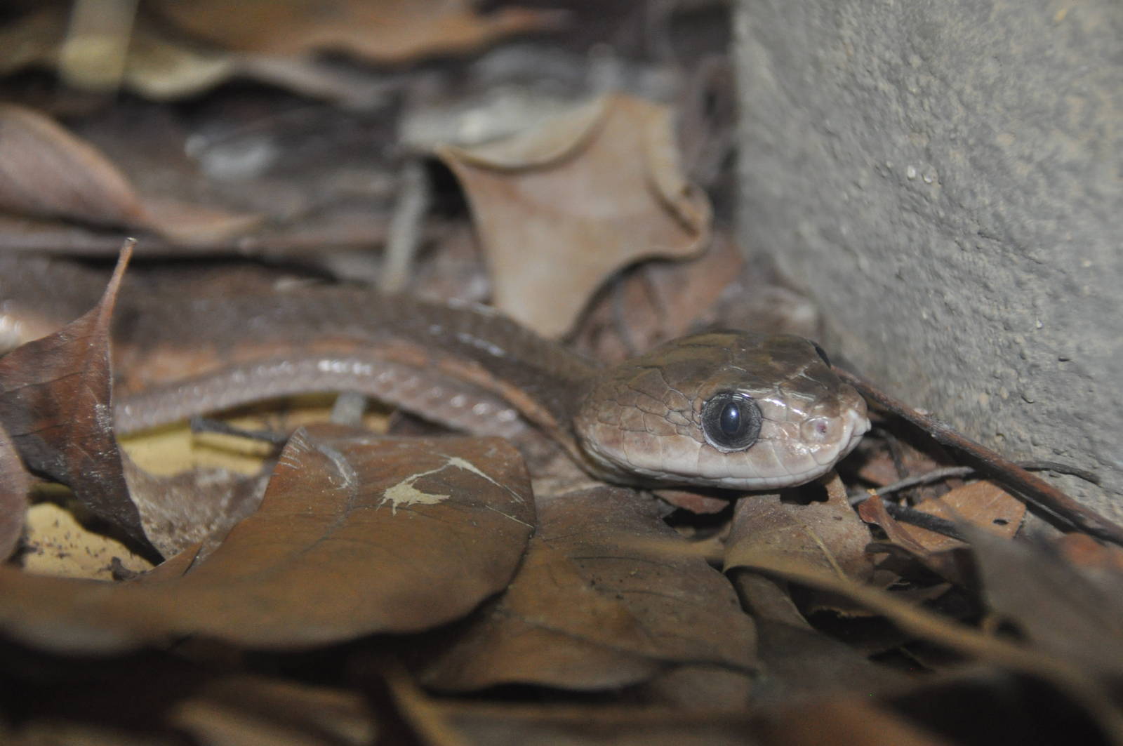 Leyte cat snake/ Boiga angulata