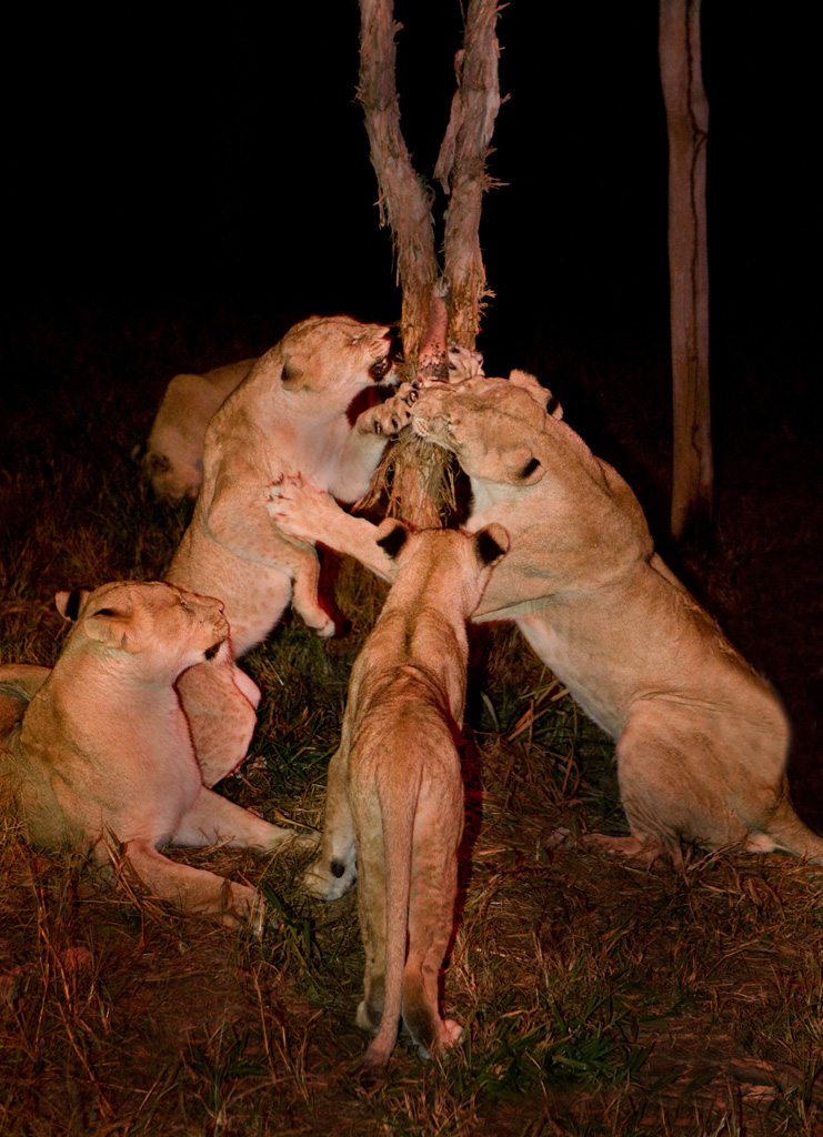 Lg 080613 IMG 3343raw