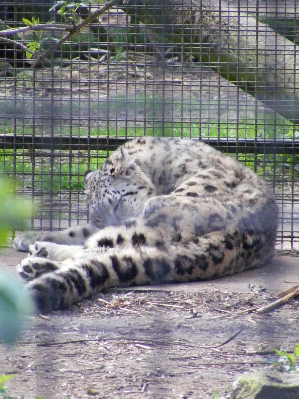 Lhamo the snow leopard - 8 April 2009