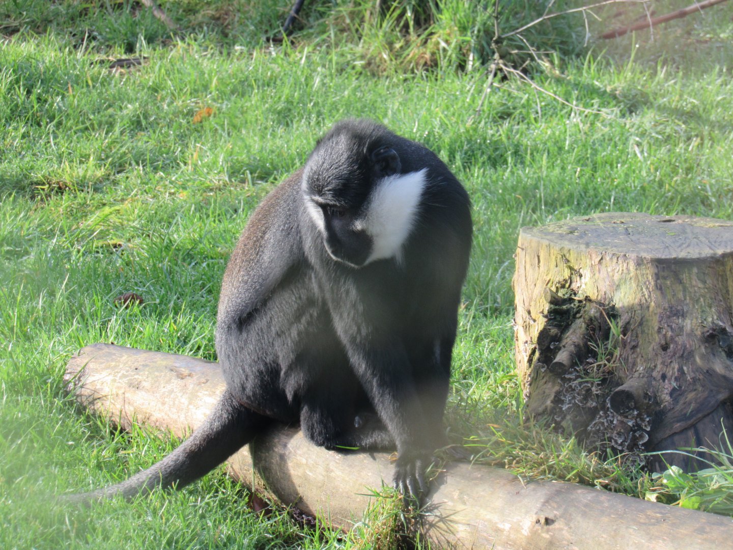 L’heost’s monkey