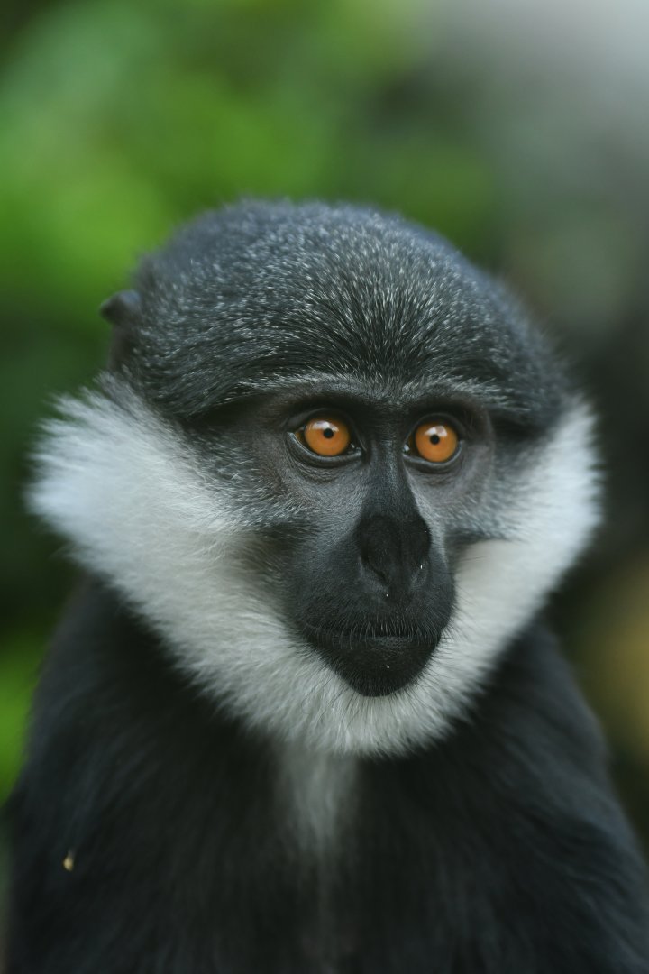 Lhoest guenon (Cercopithecus lhoesti)