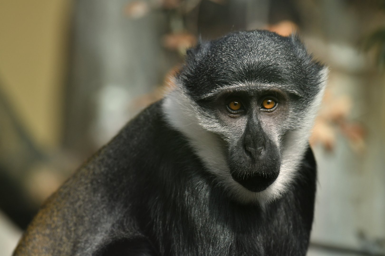 Lhoest guenon (Cercopithecus lhoesti)