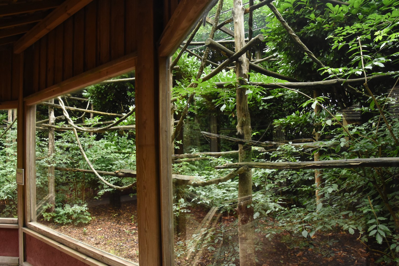 L'Hoest Guenon enclosure