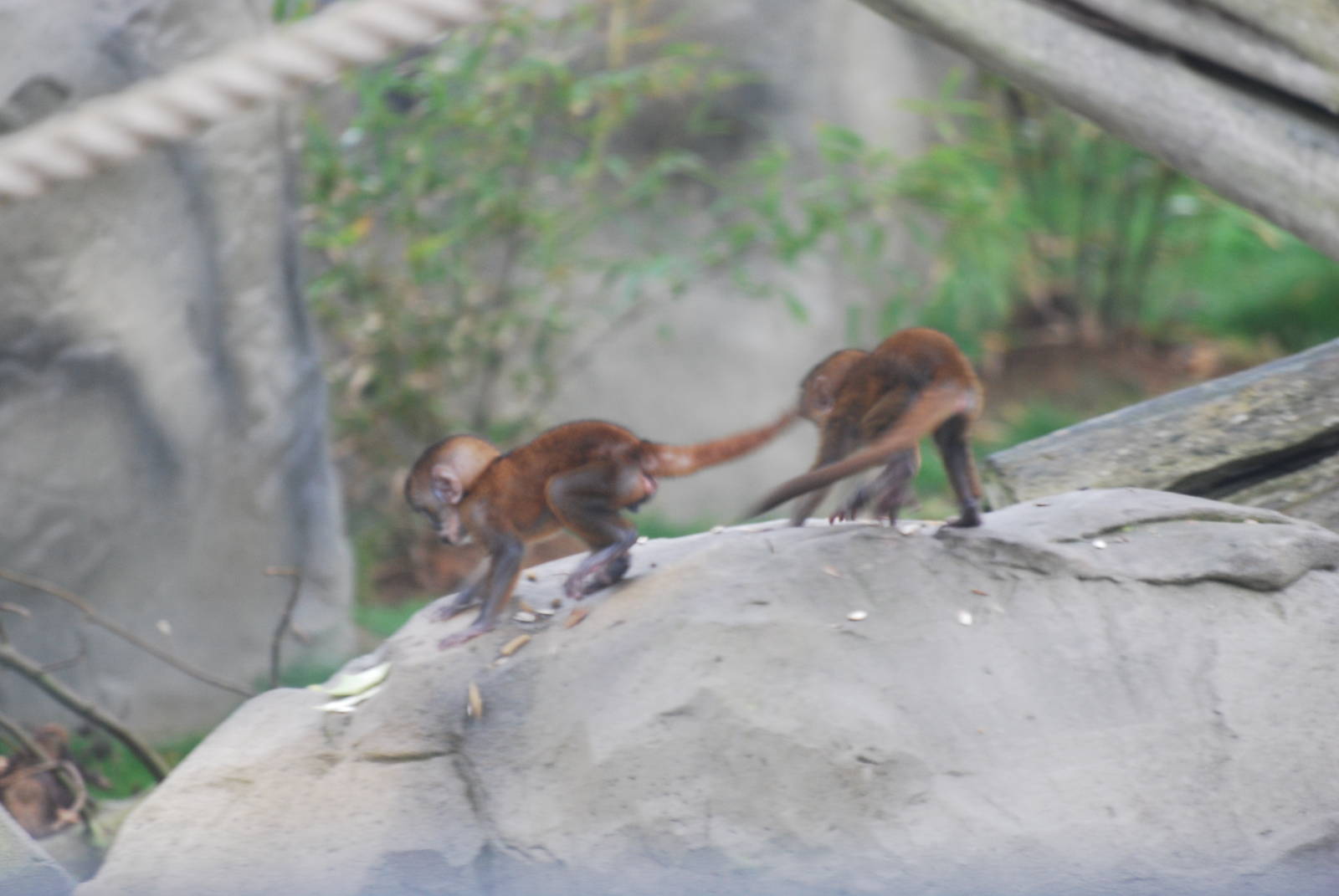 L'Hoest guenon young, 17/11/2012