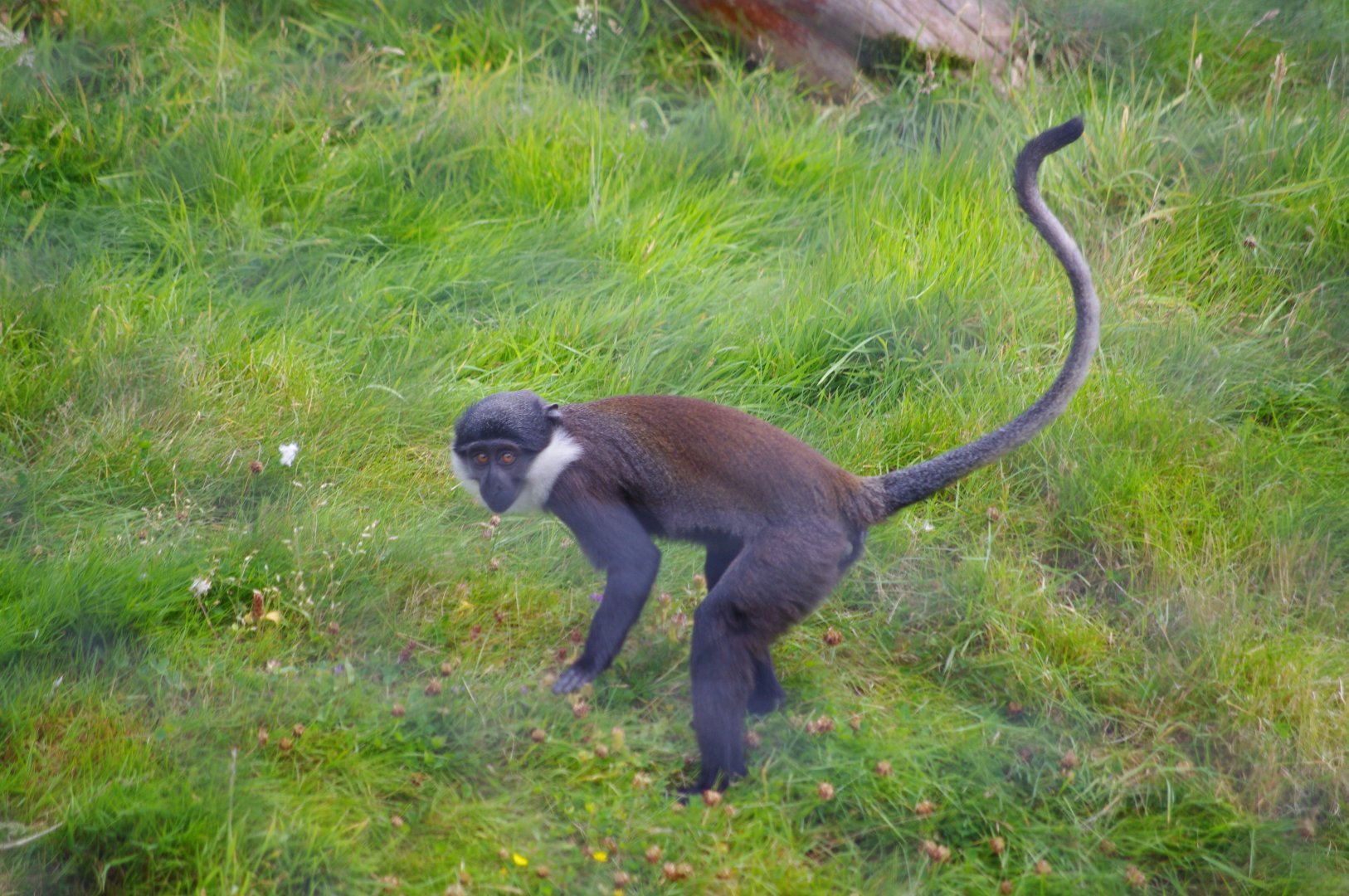 L'hoest Monkey- 2/8/2024