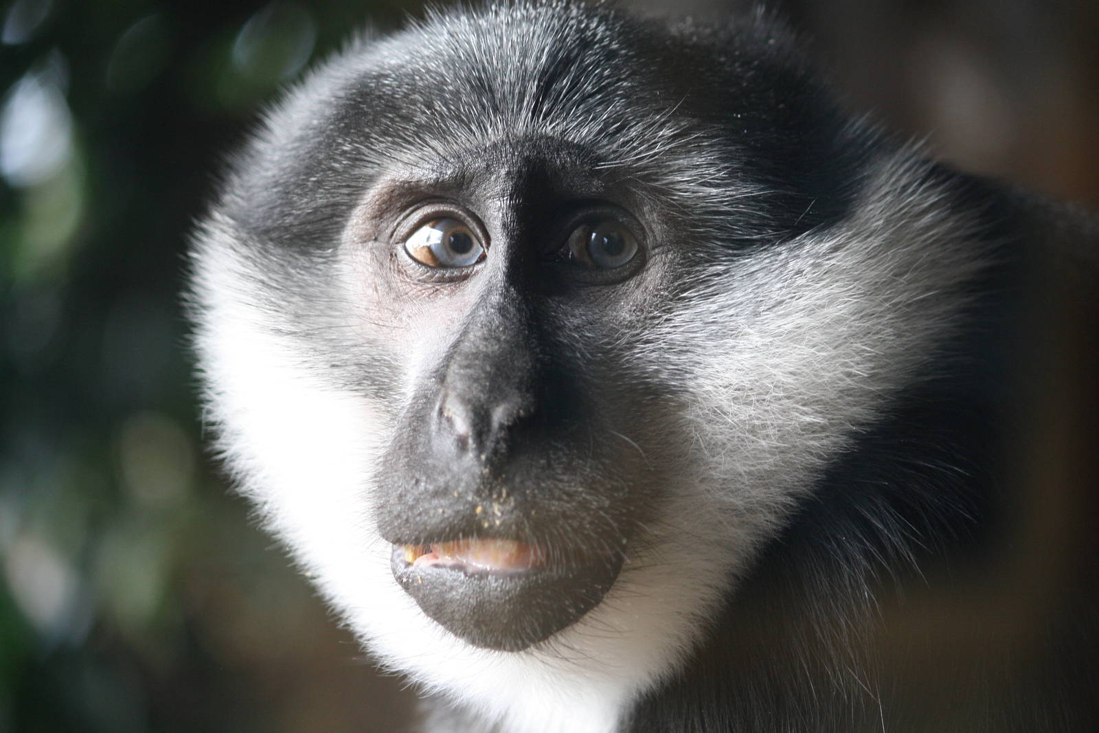 L'hoest Monkey 29 November 2009