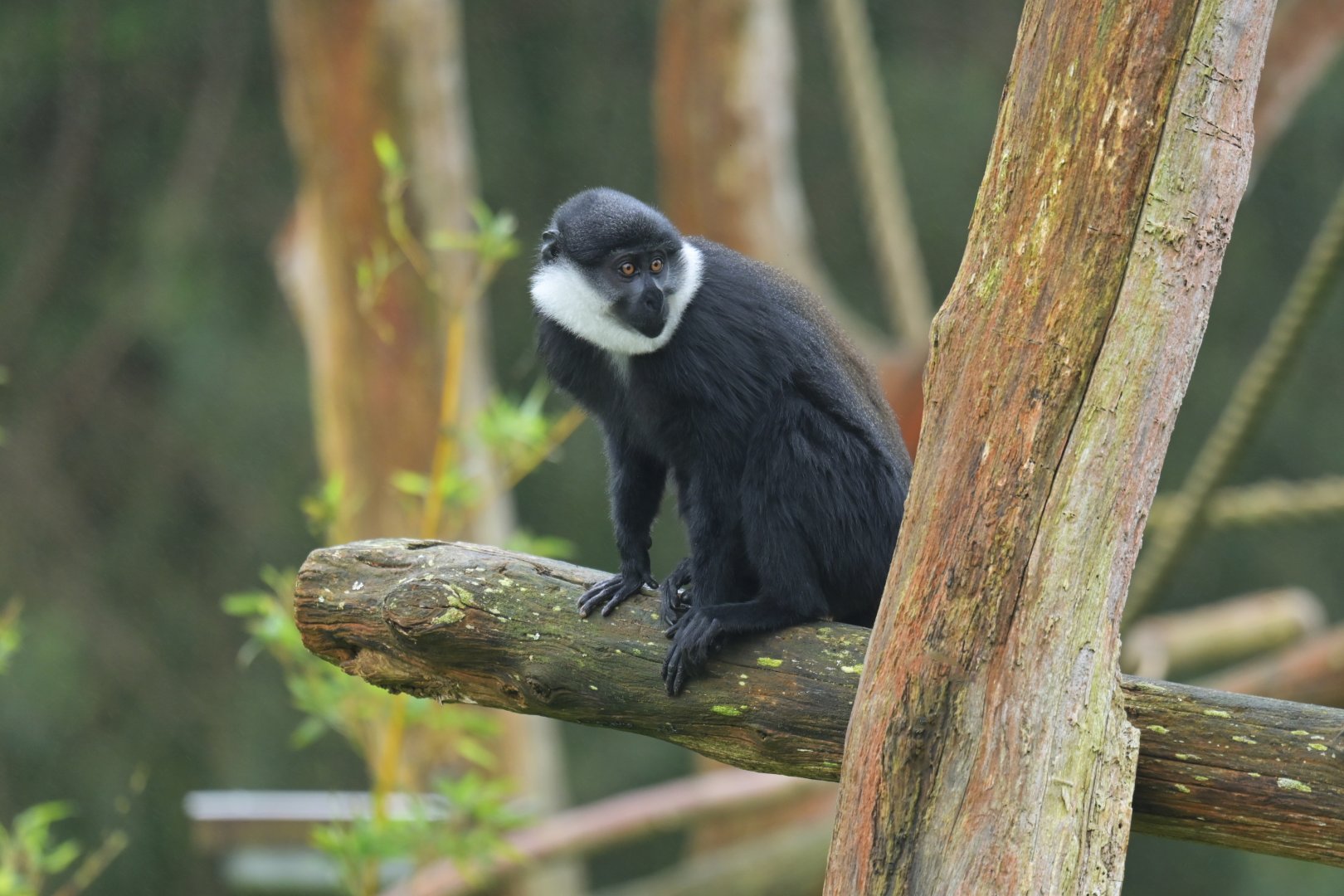 Lhoest monkey (Allochrocebus lhoesti)