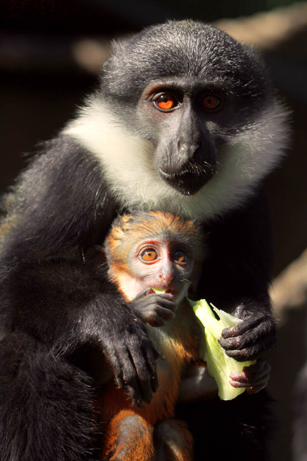 L'hoest Monkey at Wroclaw Zoo