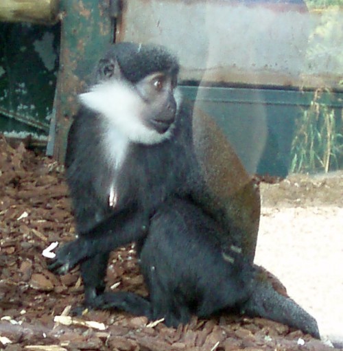 L'hoest Monkey (Cercopithecus lhoesti)