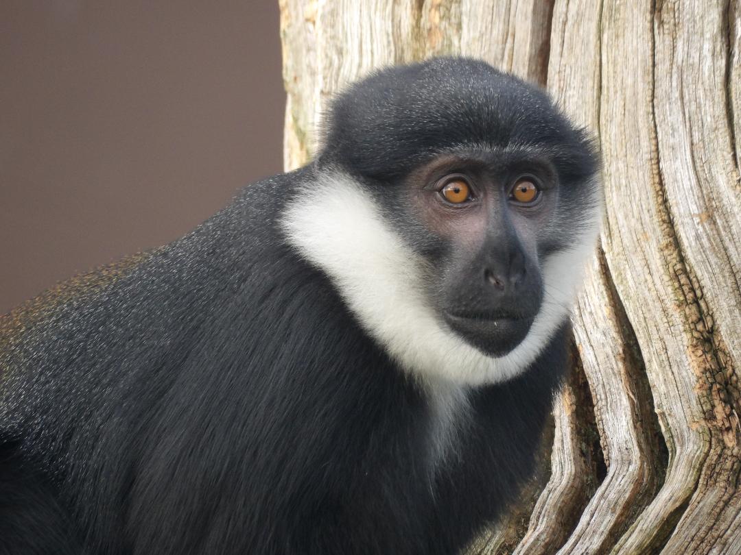 L’hoest Monkey (Cercopithecus lhoesti)