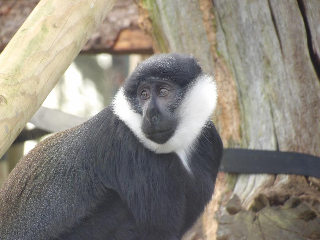 L’hoest Monkey (Cercopithecus lhoesti)