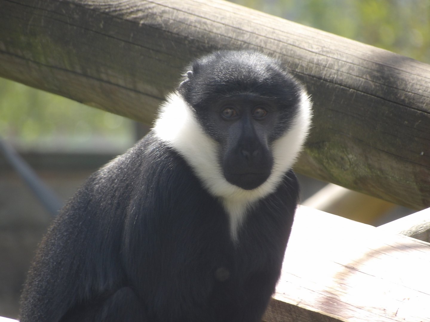 L’Hoest Monkey - Gimini