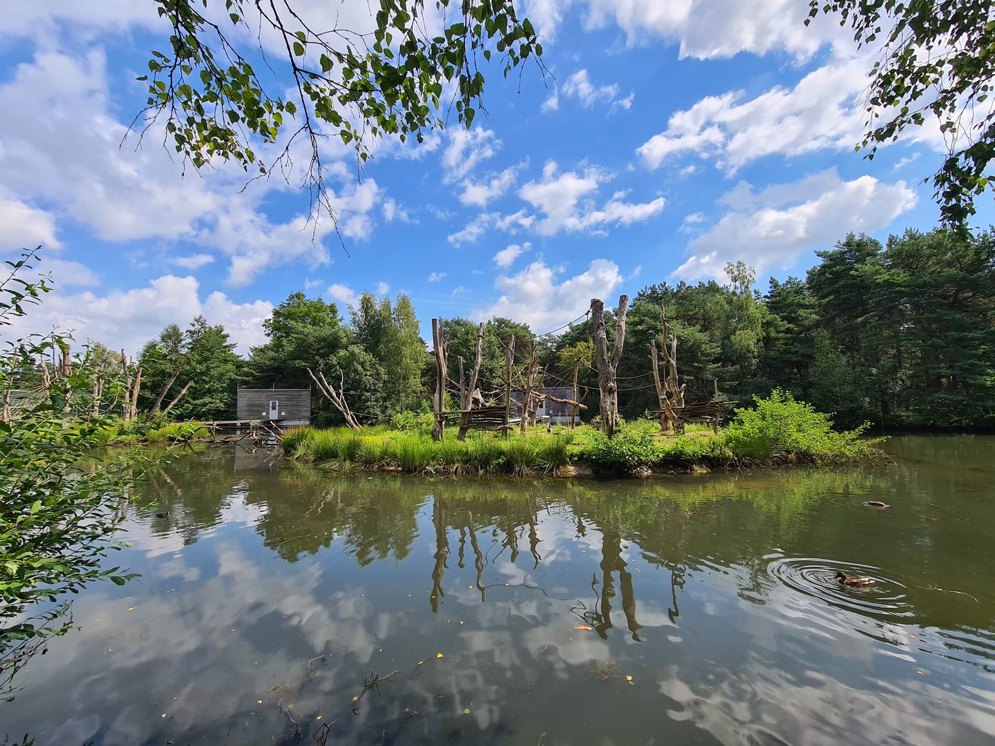 L'Hoest monkey island