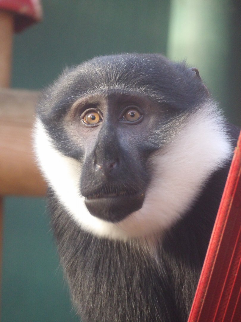 L’Hoest Monkey ‘Kanye’