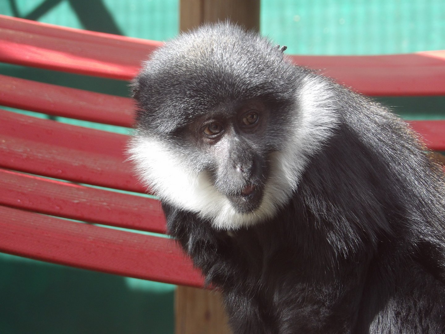 L’Hoest Monkey - Patricia