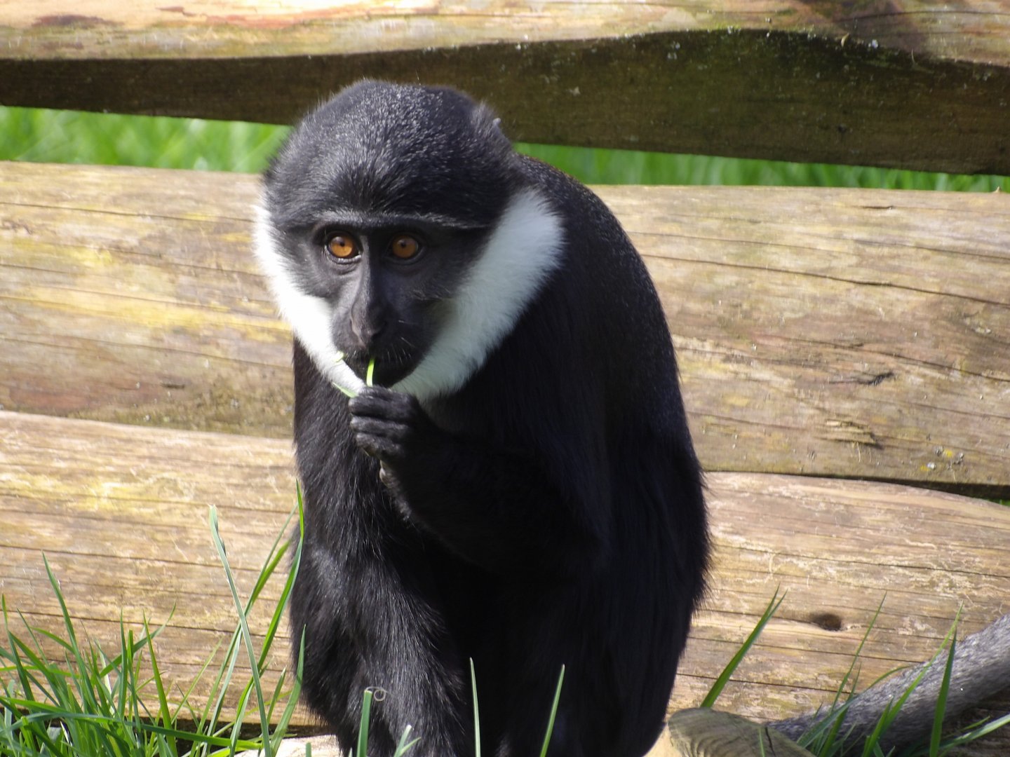 L’Hoest Monkey - Tumba