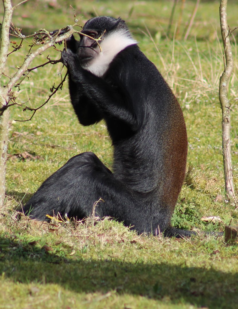 L'Hoest monkey