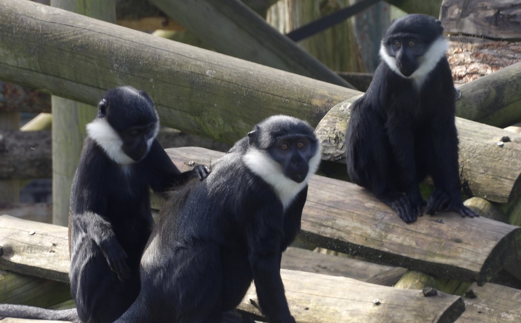 L’Hoest Monkeys - Tumba, Masindi & Bikonzi