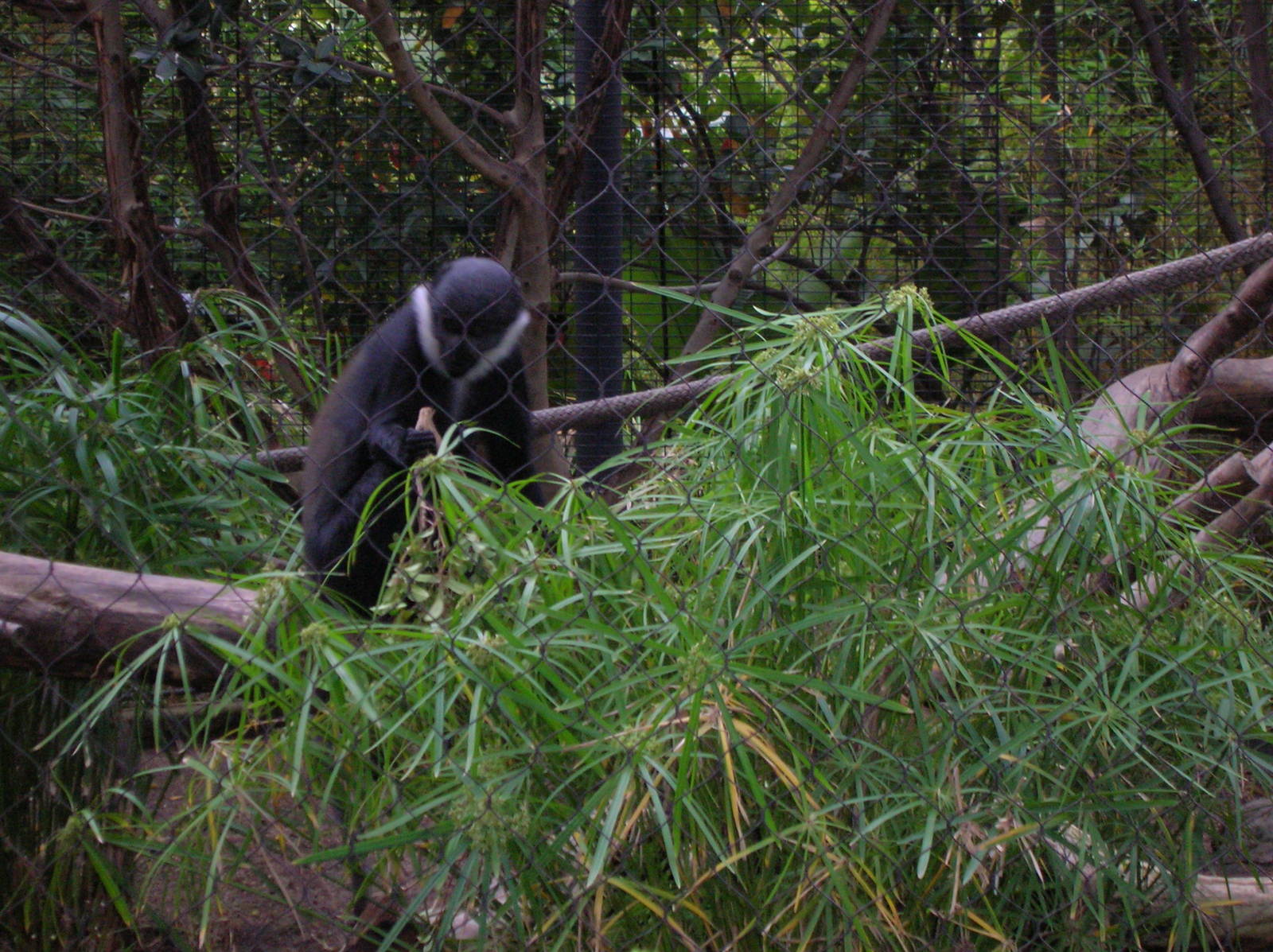 L'hoest's Guenon 1-21-09