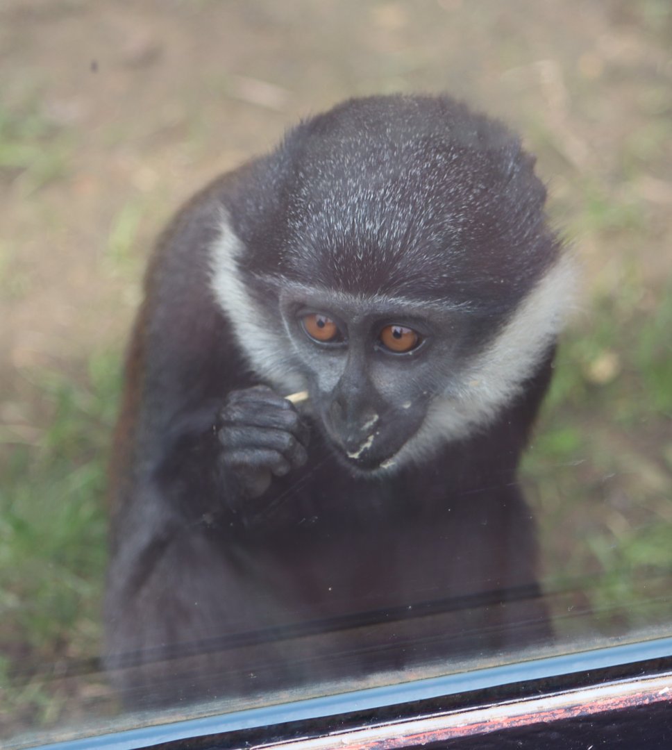 L'Hoest's guenon - 1 July 2021