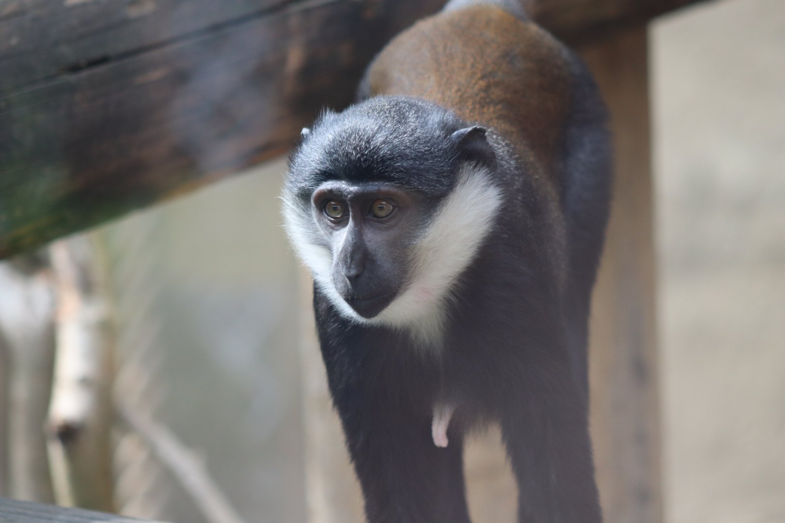 L'Hoest's guenon - 1 July 2021
