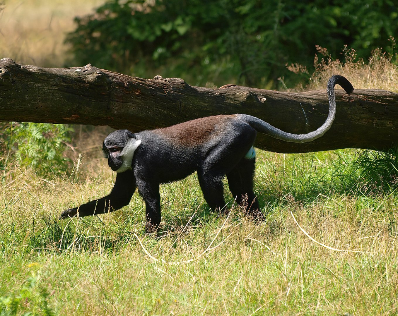 L'Hoest's guenon (Allochrocebus lhoesti), 2015-08-01