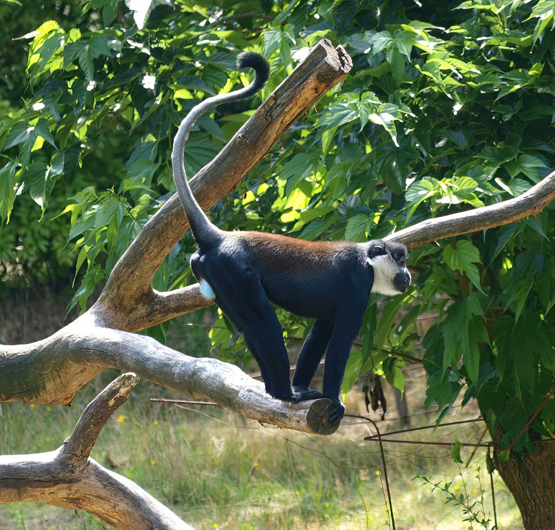 L'Hoest's guenon (Allochrocebus lhoesti), 2015-08-01