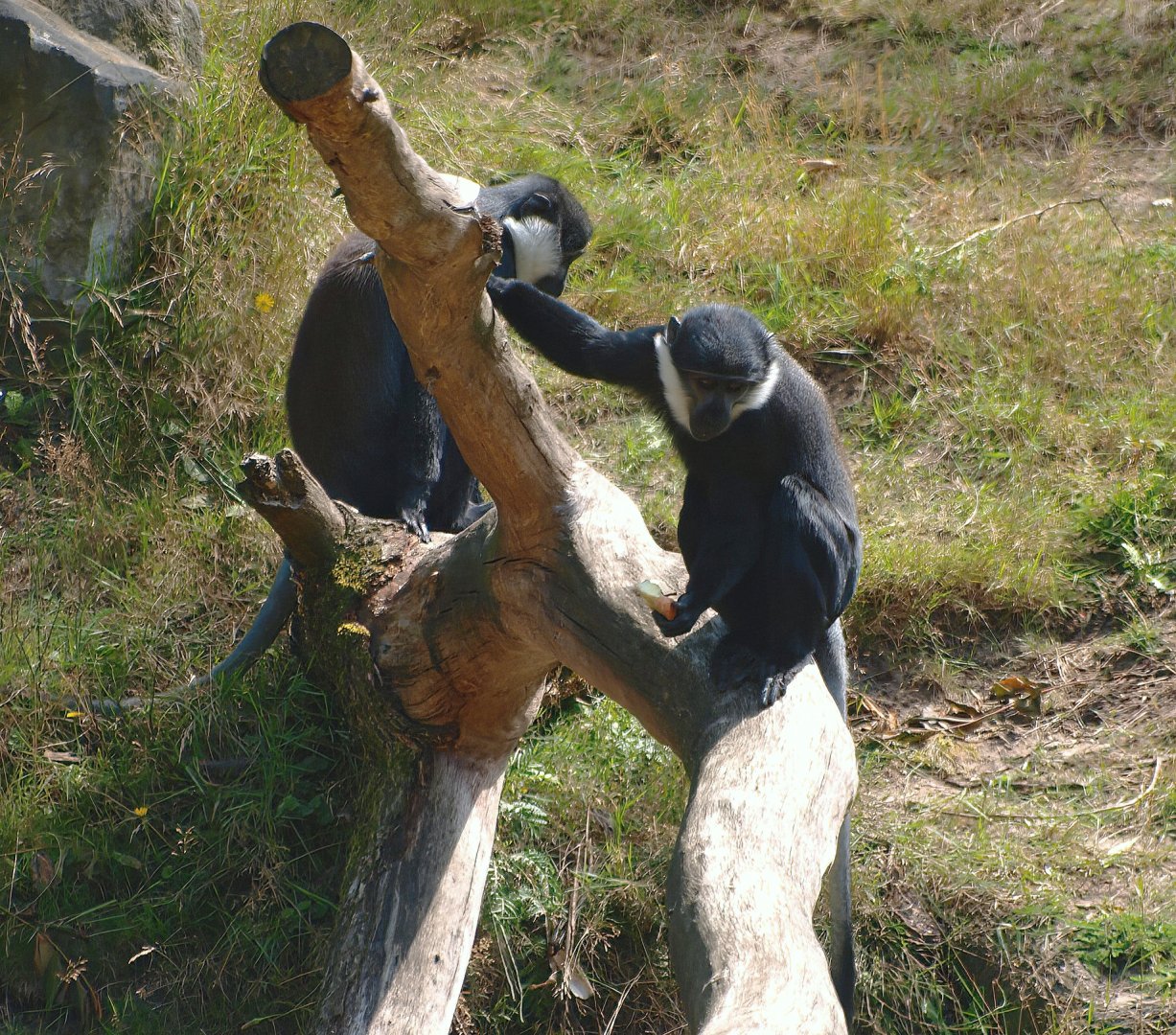 L'Hoest's guenon (Allochrocebus lhoesti), 2015-08-01