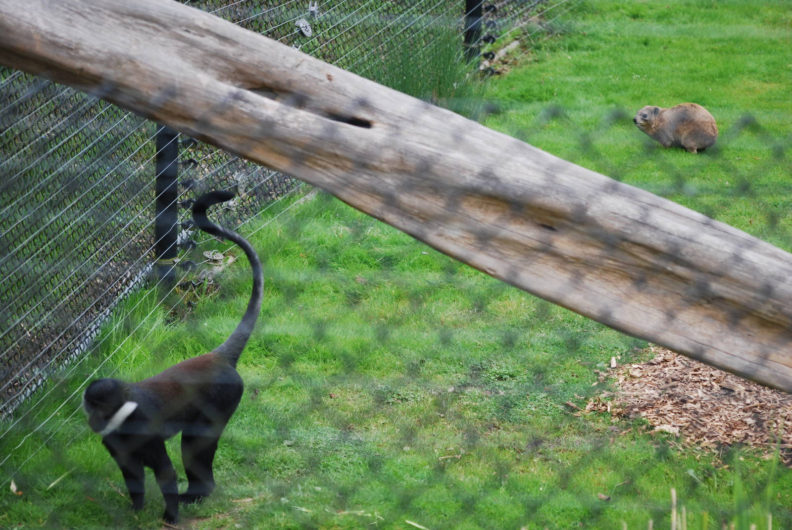 L'Hoest's guenon and rock hyrax