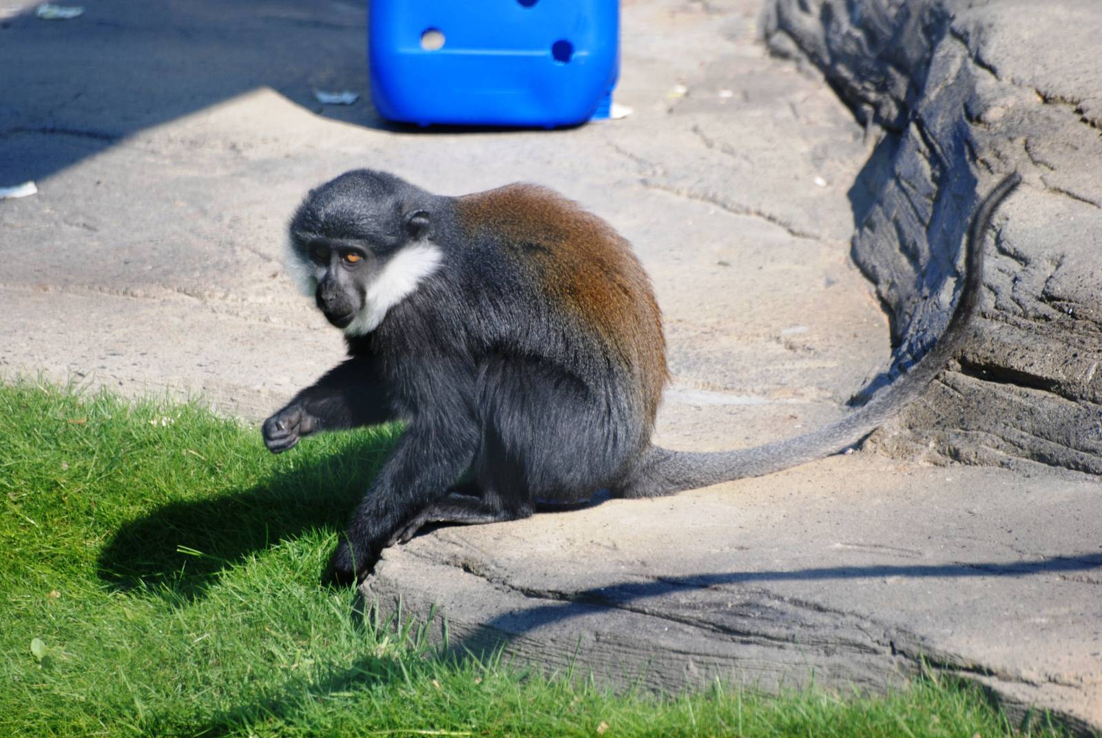 L'Hoest's Guenon at Colchester, 28/05/12