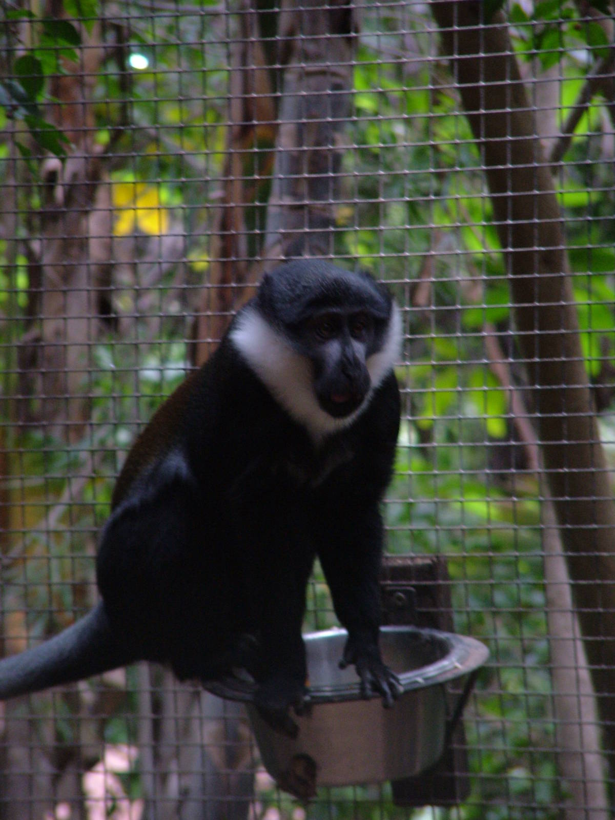 L'hoest's Guenon at Jungle Park (Las Aguilas), 13/11/10