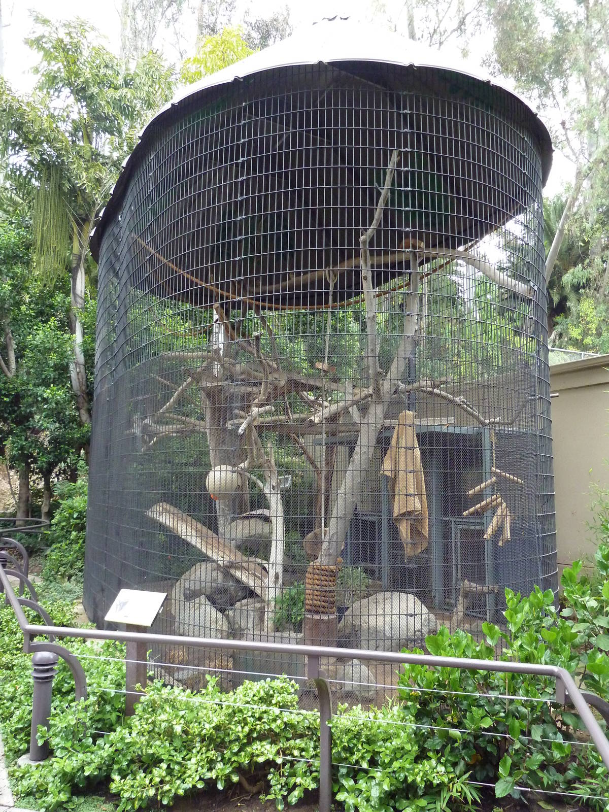 L'hoest's Guenon Cage