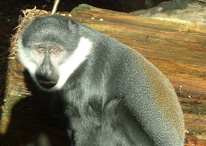 L'Hoest's Guenon - Colchester 2006