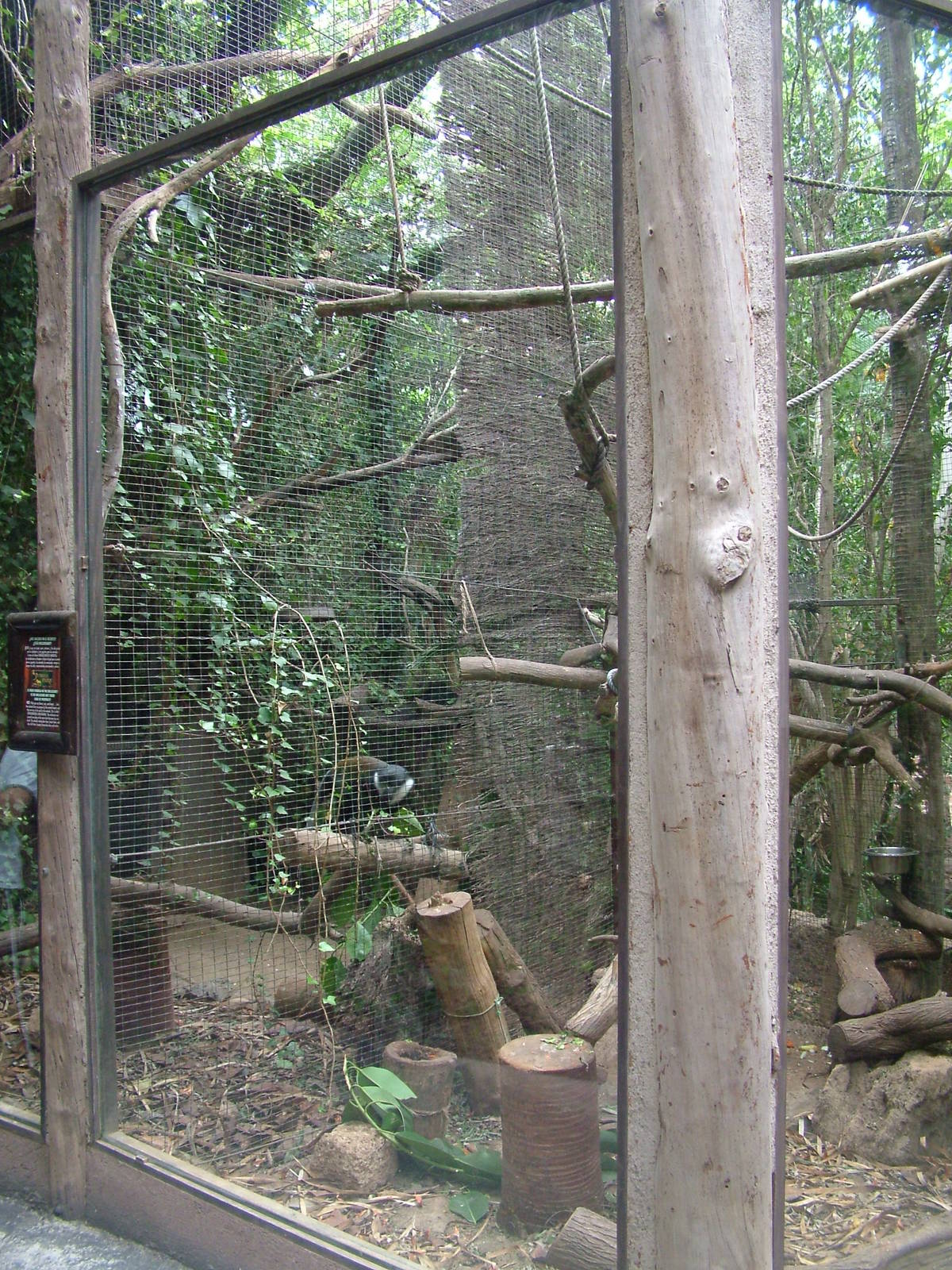 L'hoest's Guenon Exhibit at Jungle Park (Las Aguilas), 13/11/10