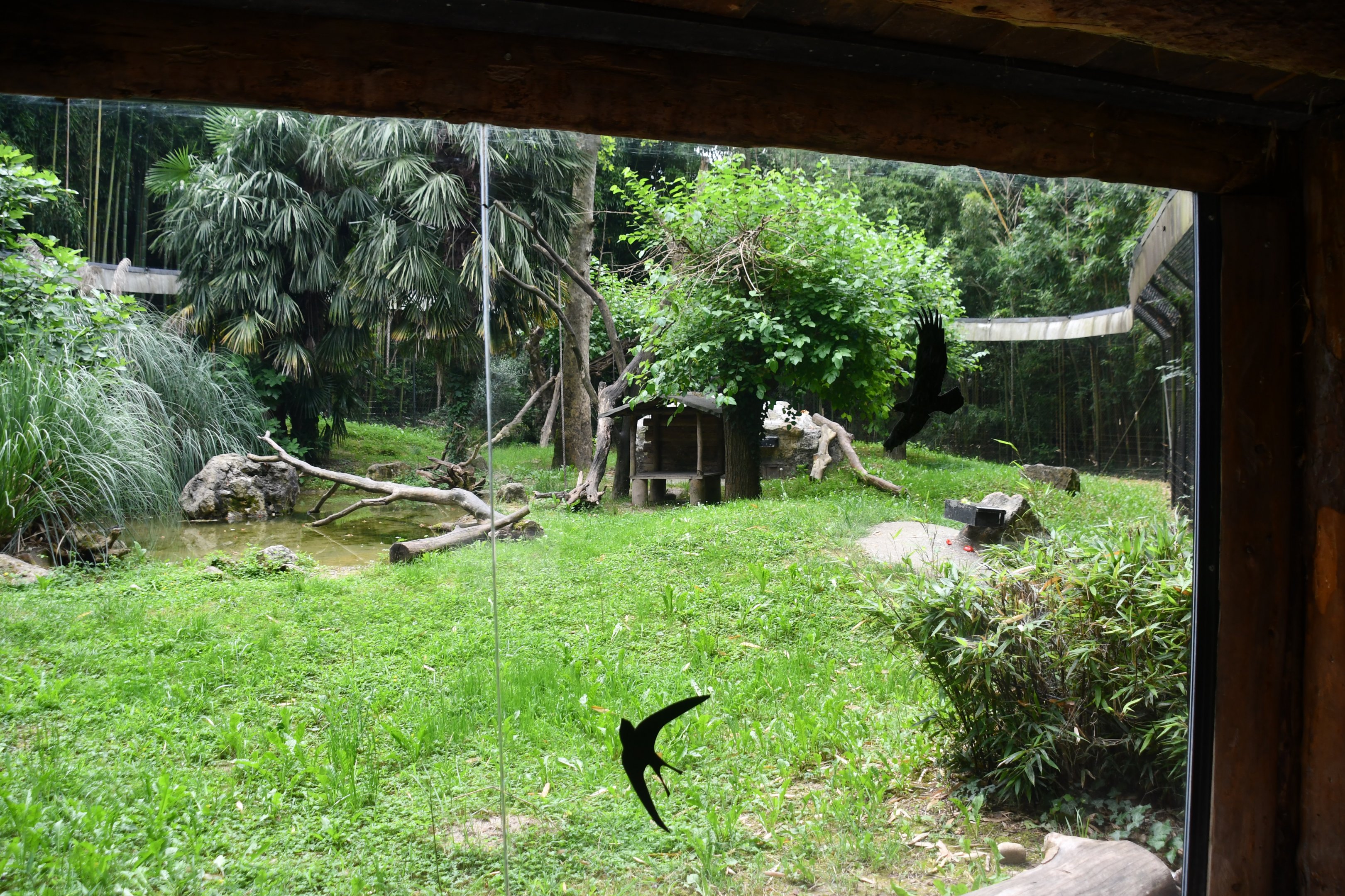 l'Hoest's Guenon exhibit