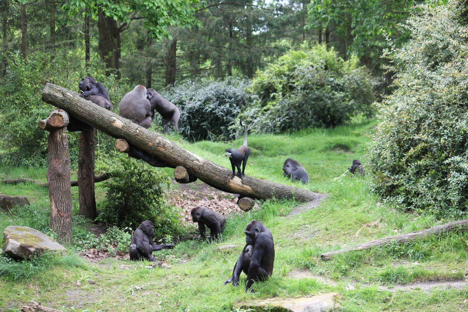 L'hoest's guenon in with Western lowland gorilla troop