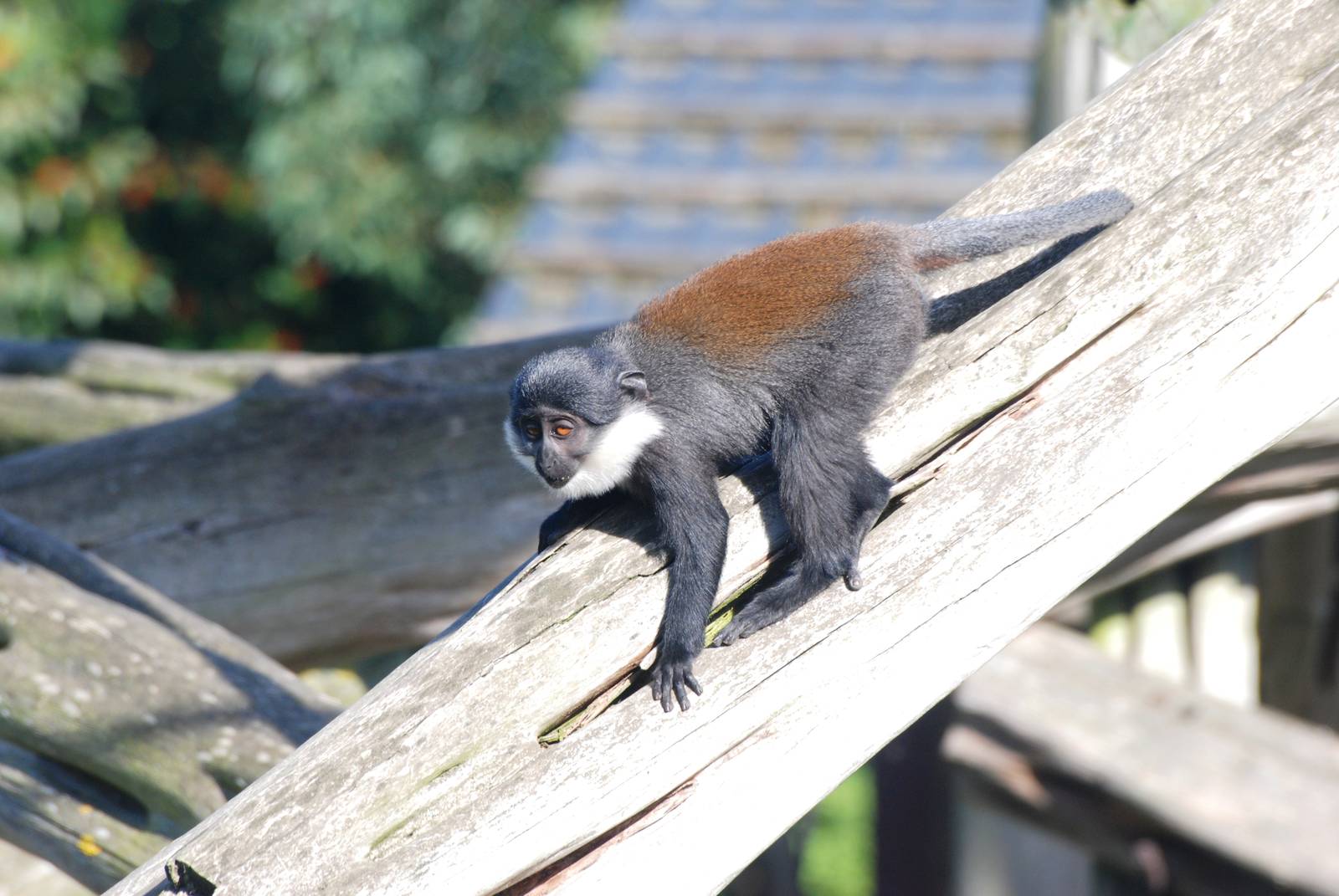 L'Hoest's Guenon Youngster at Colchester, 31/08/13