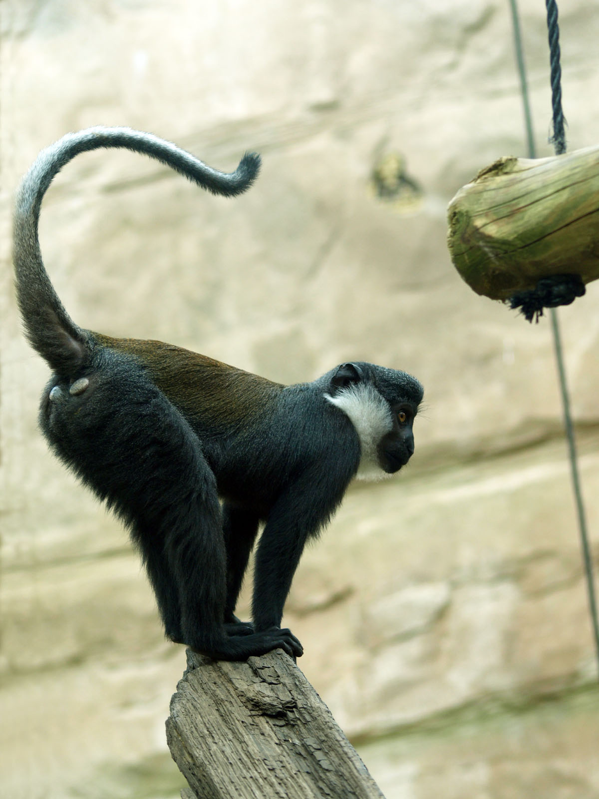L'Hoest's guenon