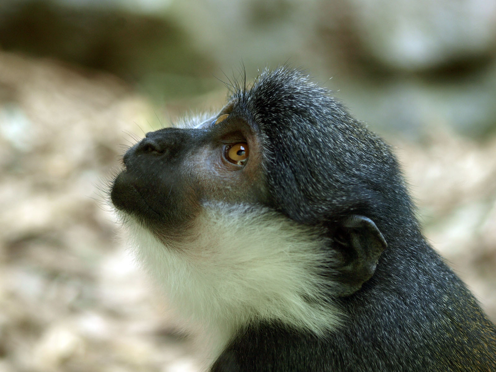 L'Hoest's guenon