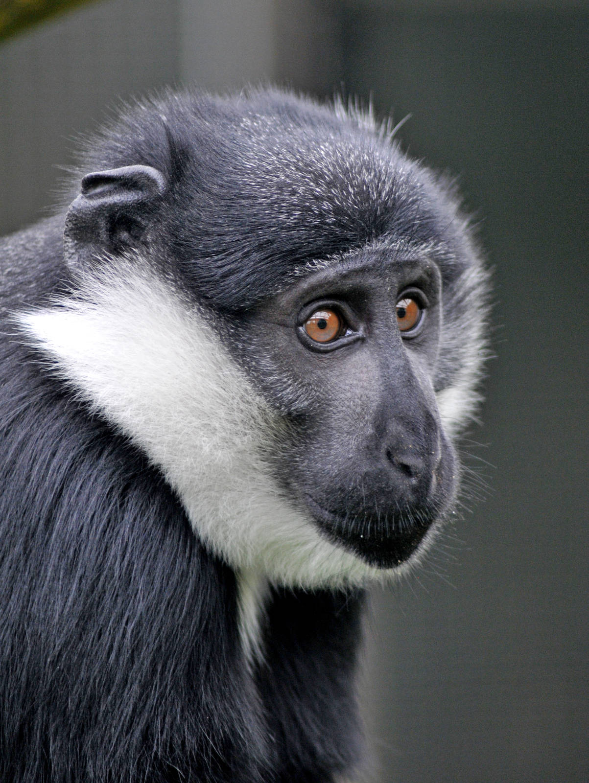 L'hoest's Guenon