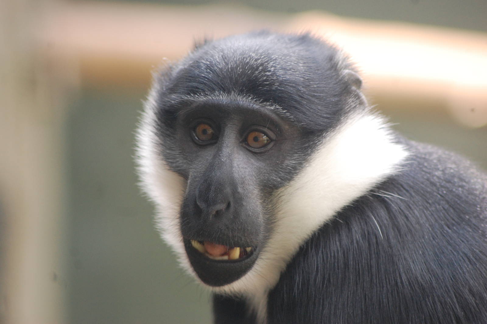 L'Hoest's Guenon
