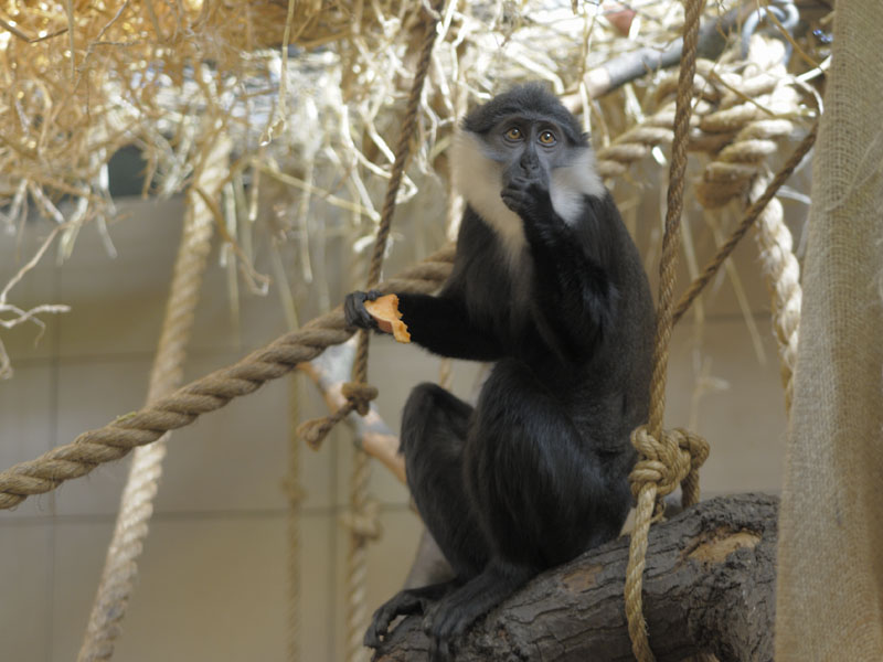 L'hoest's guenon