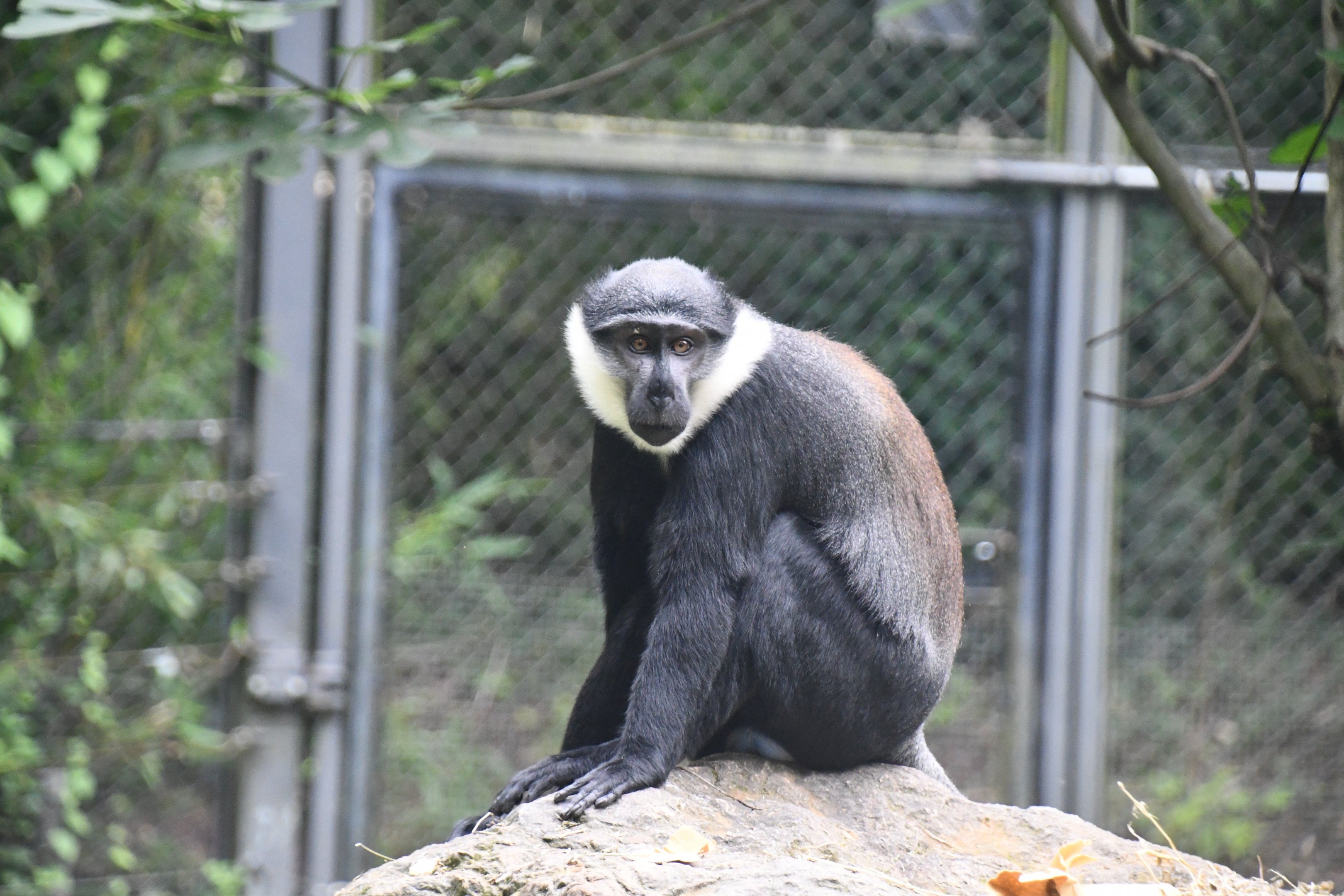 l'Hoest's Guenon