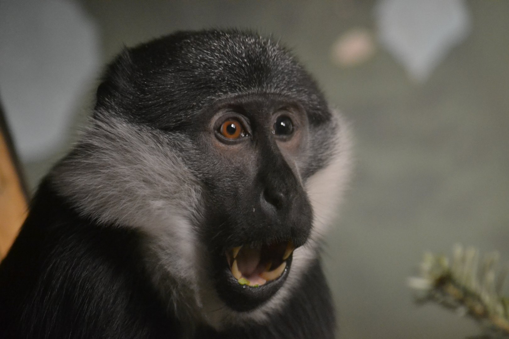 L'Hoest's guenon