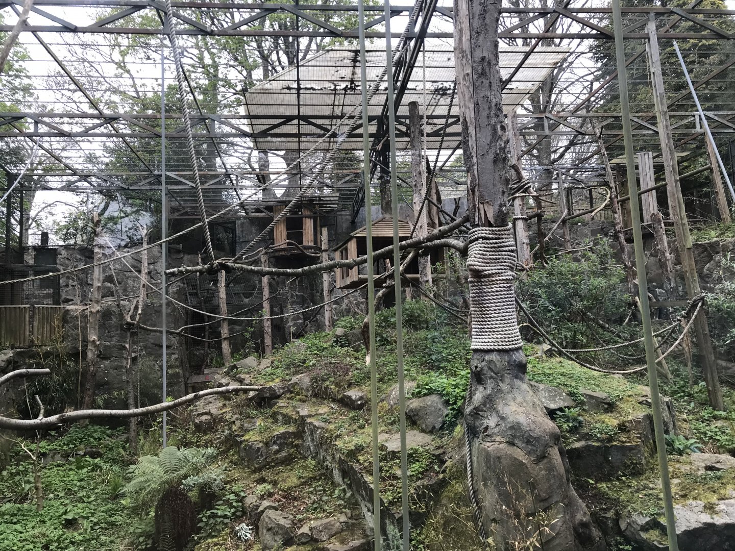 L’hoest’s guneon enclosure