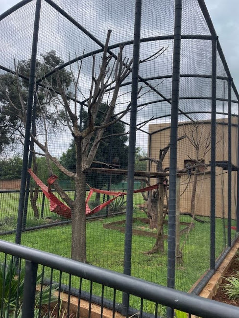 L'Hoest's Money Exhibit (Cercopithecus lhoesti)