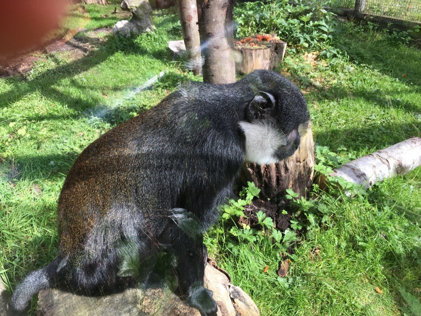 L'Hoest's monkey 040817