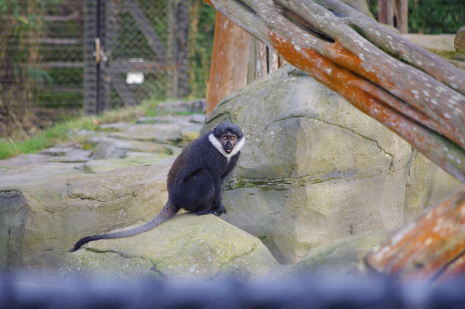 L'hoest's monkey- 17/2/2025