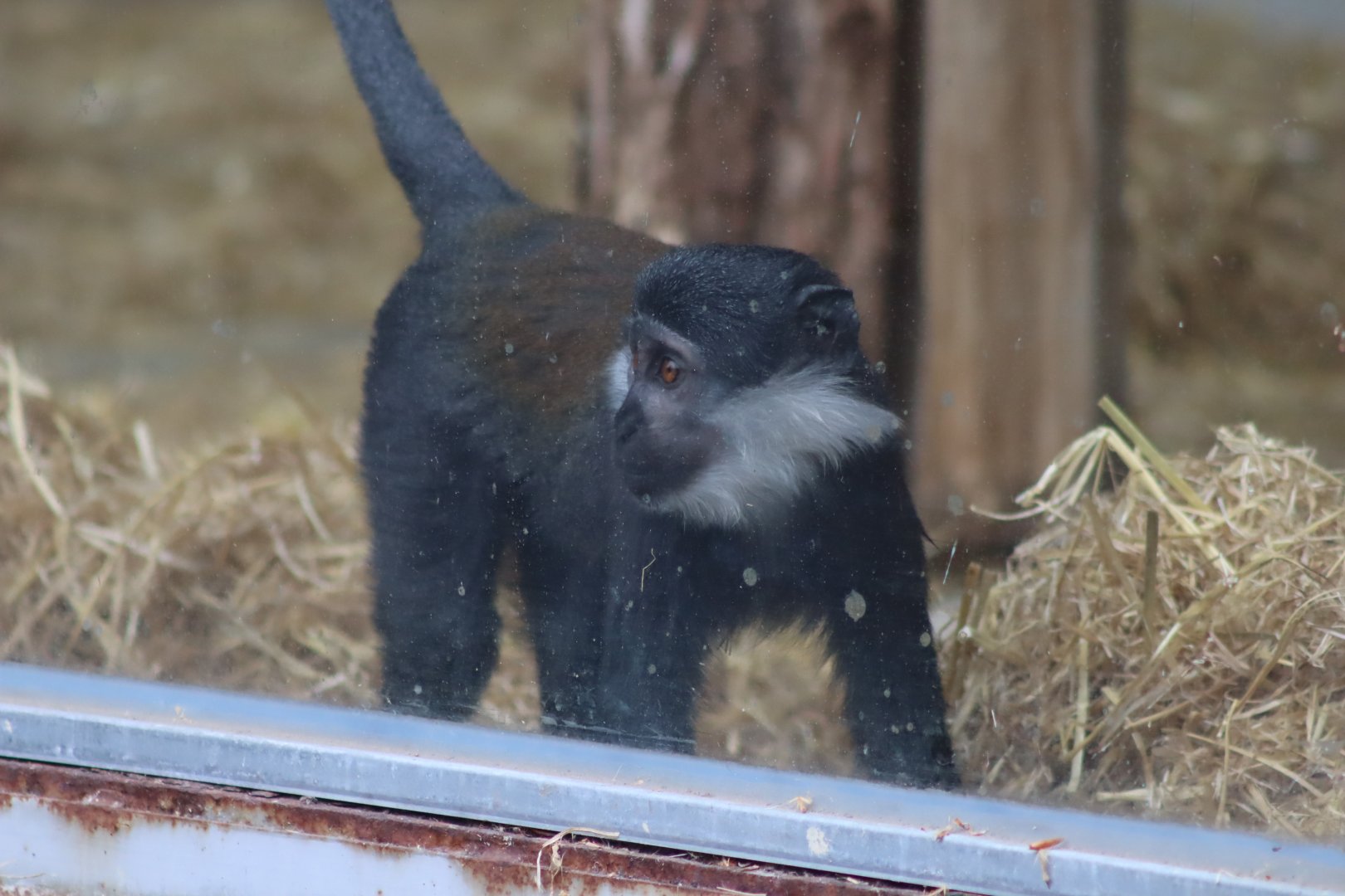 L'Hoest's Monkey - 6th July 2024